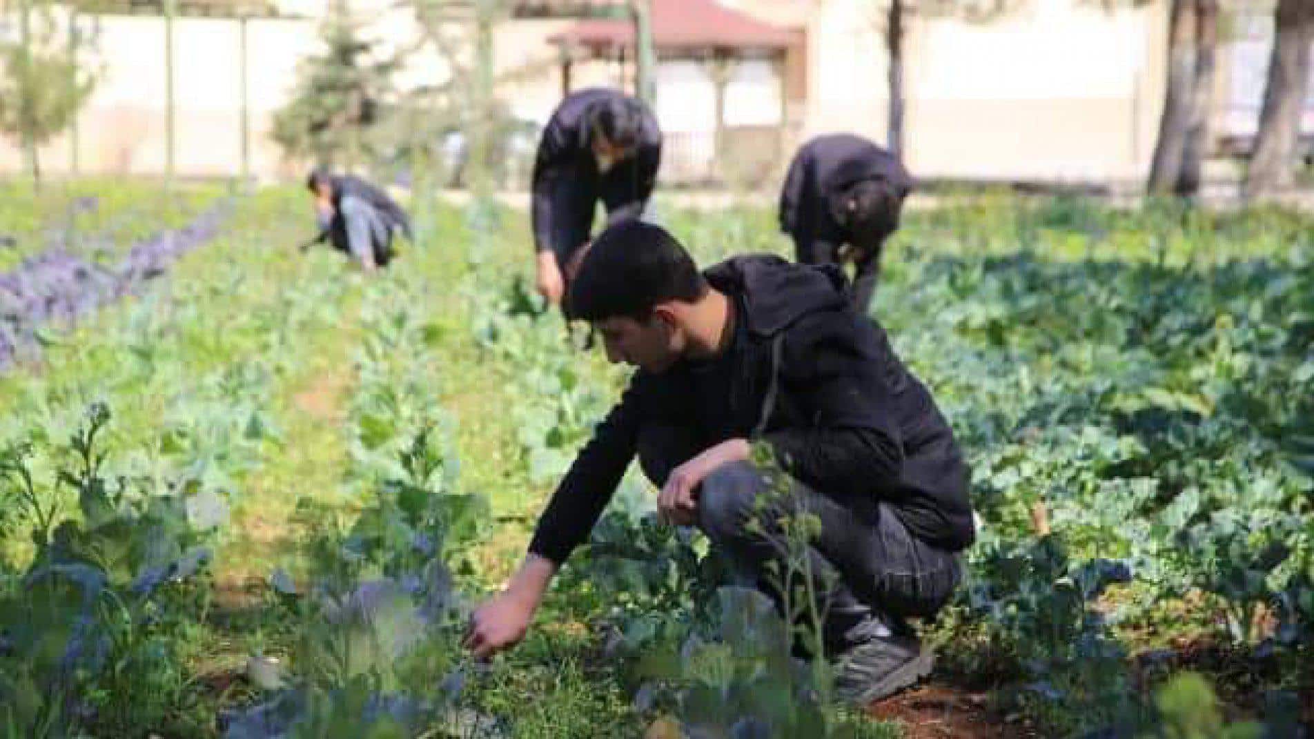 Şanlıurfa'da Mevsimlik Tarım İşçiliği Nasıl Önlenebilir?