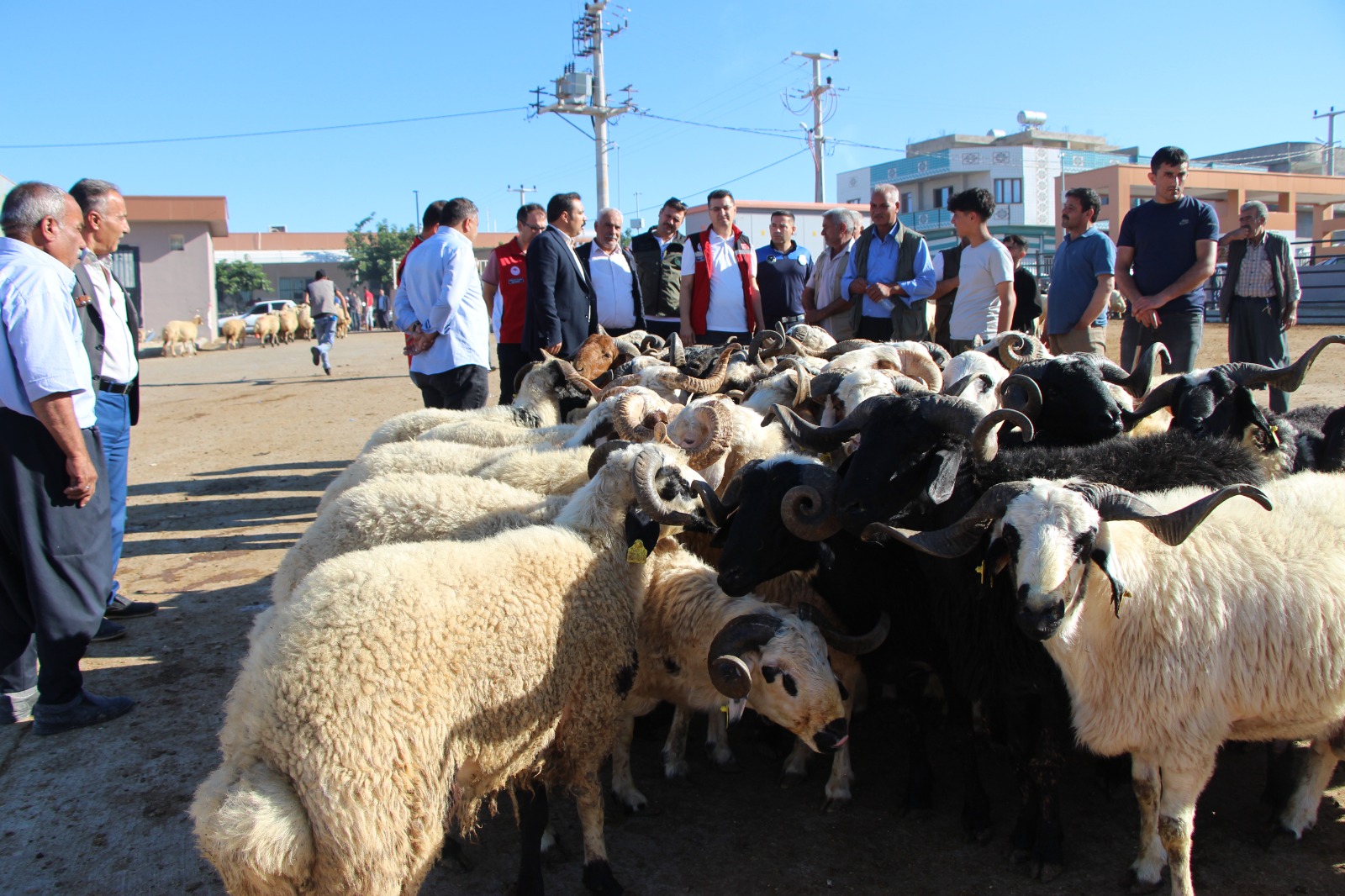 Şanlıurfa'da Kurbanlık Fiyatları Cep Yakıyor 