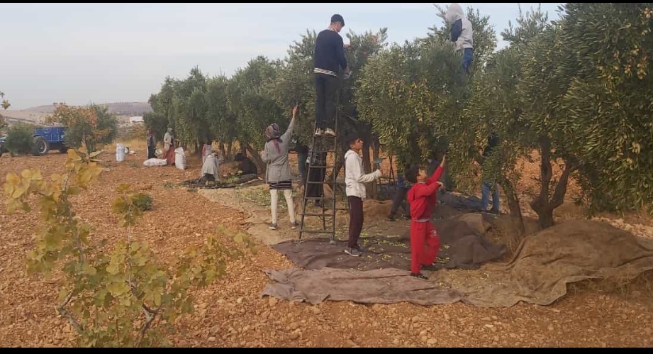 Şanlıurfa'da Zeytin Hasadı Sürüyor