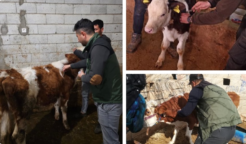 Şanlıurfa'da Şap Seferberliği: 30 Bin Büyükbaş Hayvan Aşılandı 