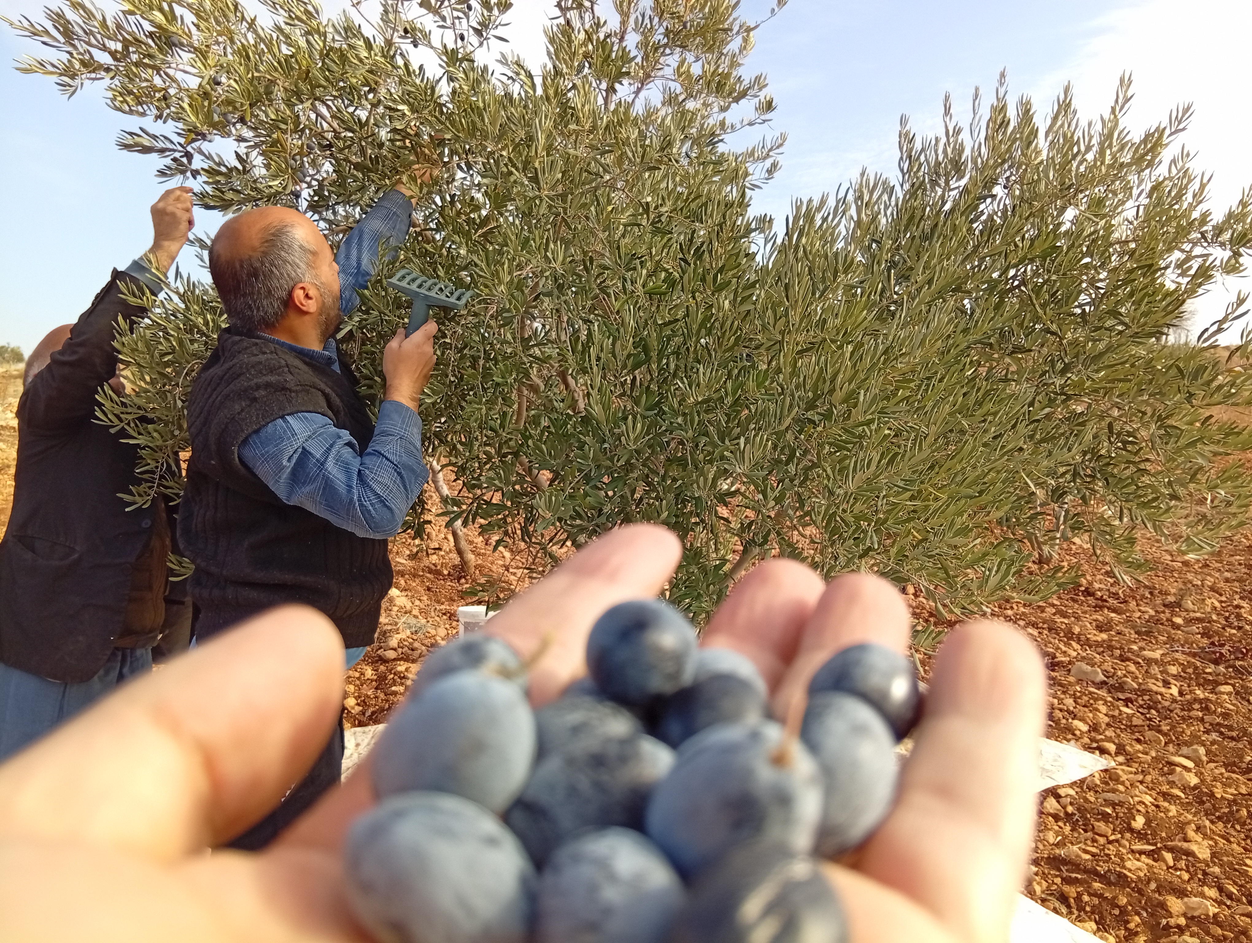 Urfa'da Zeytin Rekoltesinde Önemli Düşüş