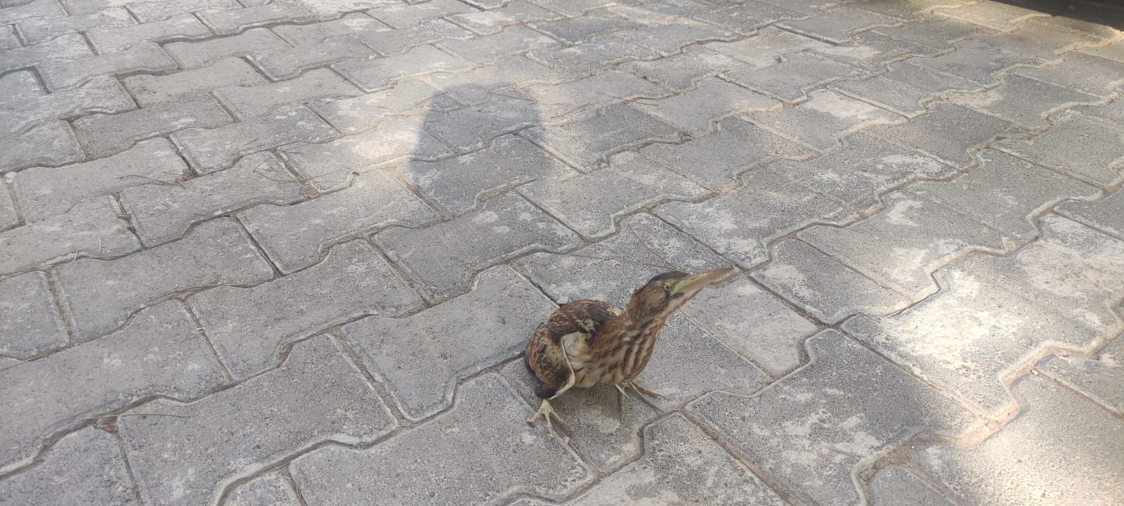 Şanlıurfa'da Nesli Tükenme Tehlikesi Altında Bulunan Kuş Tedaviye Alındı