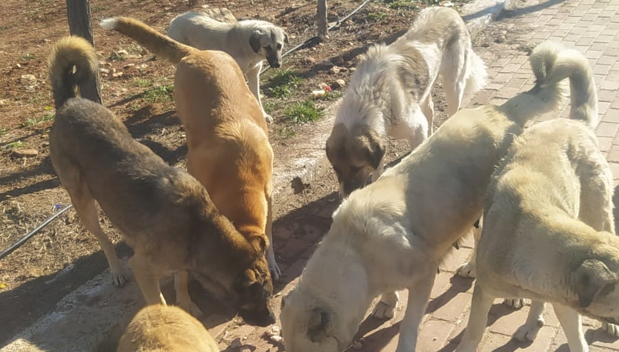 Şanlıurfa’da Başıboş Köpek Saldırısı: Mustafa Şahin Yaralandı